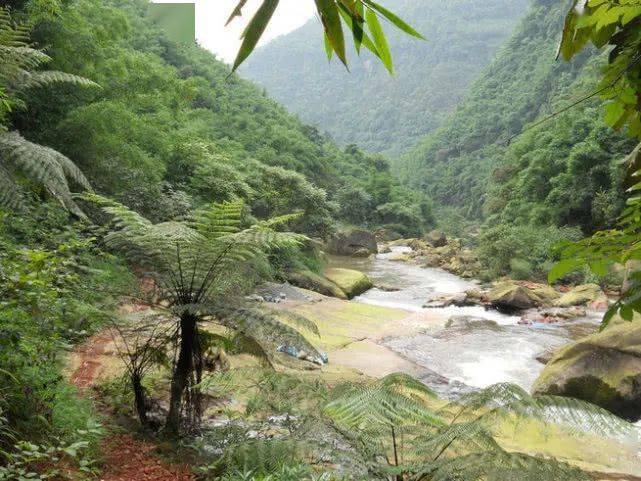 藏在深山里的"细鳞鱼"我至今不知道其学名_钓友_鱼儿_地方