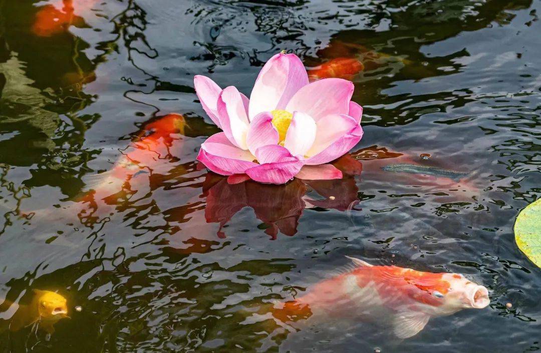 图们:锦鲤戏莲花 风光赛江南_荷花_信息港_莲叶