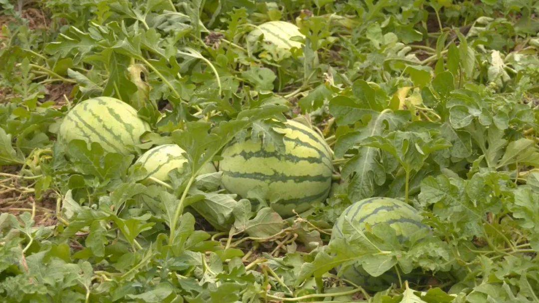 泽州:本地西瓜新鲜上市 瓜香四溢好"丰"光_南岭镇_瓜果_瓜田