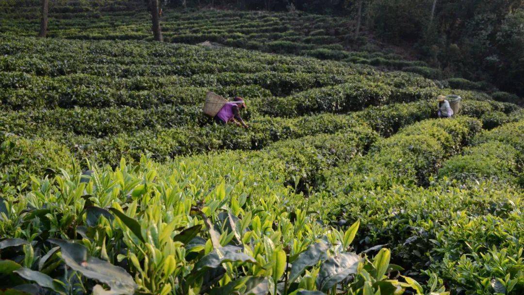 南涧县小湾东镇:茶旅融合促振兴_茶园_标准化_鲜叶