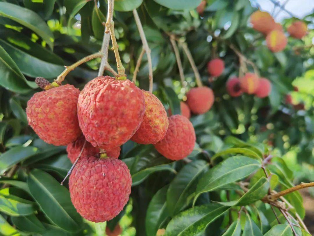 桂林为何引种"仙进奉"荔枝