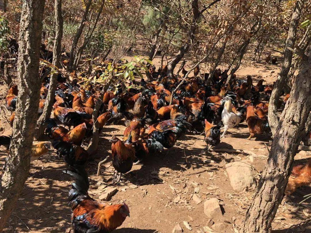 【"媒"好楚雄】《农民日报》聚焦武定壮鸡产业发展_养殖_云南_农业