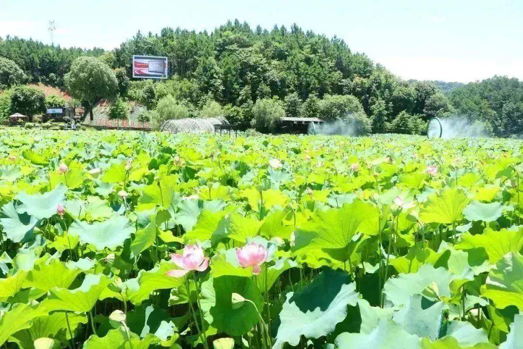 【上饶天下show之德兴市】楼上楼田园综合体——你向往的田园诗意这里