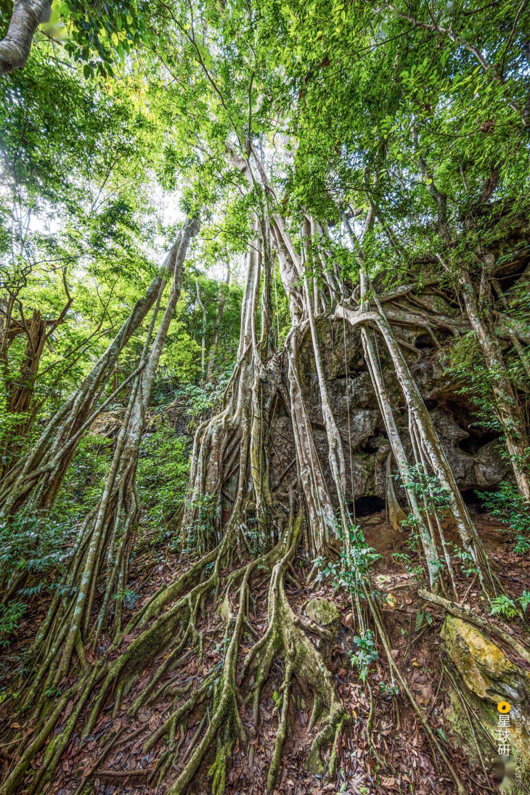 勐腊的热带雨林|摄影师@纪晗