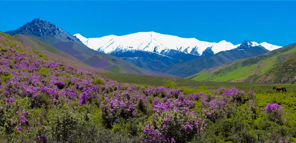 天祝_草原_雪山