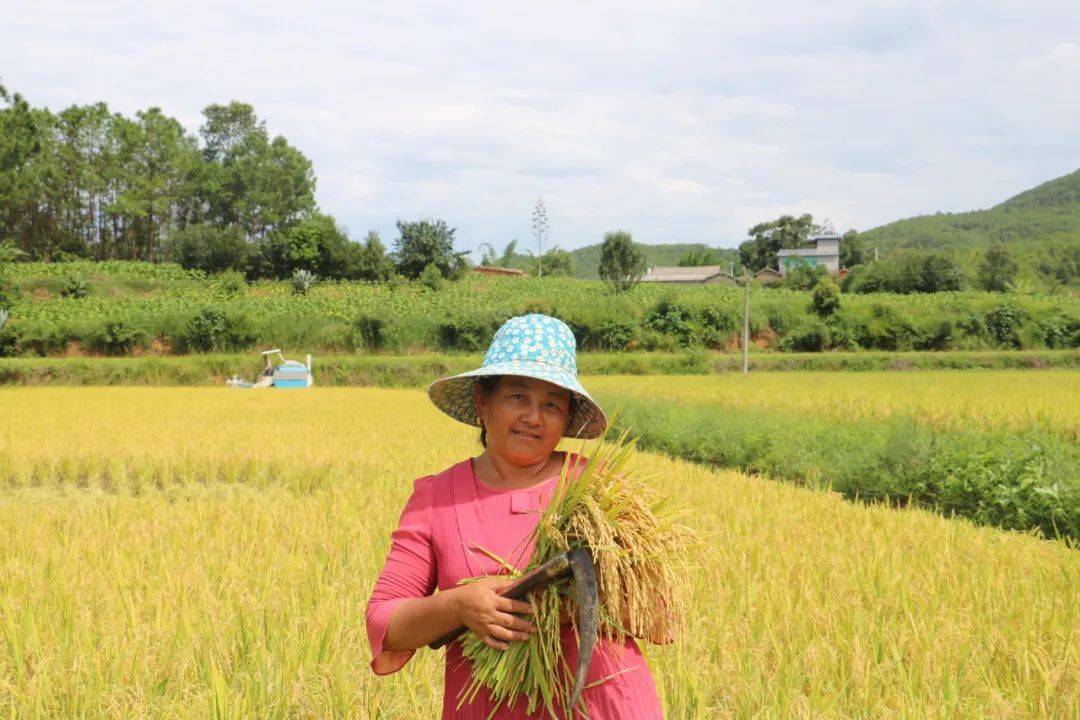 在景谷县碧安乡兴裕村耕地占补平衡项目的稻田里,沉甸甸的稻穗随风