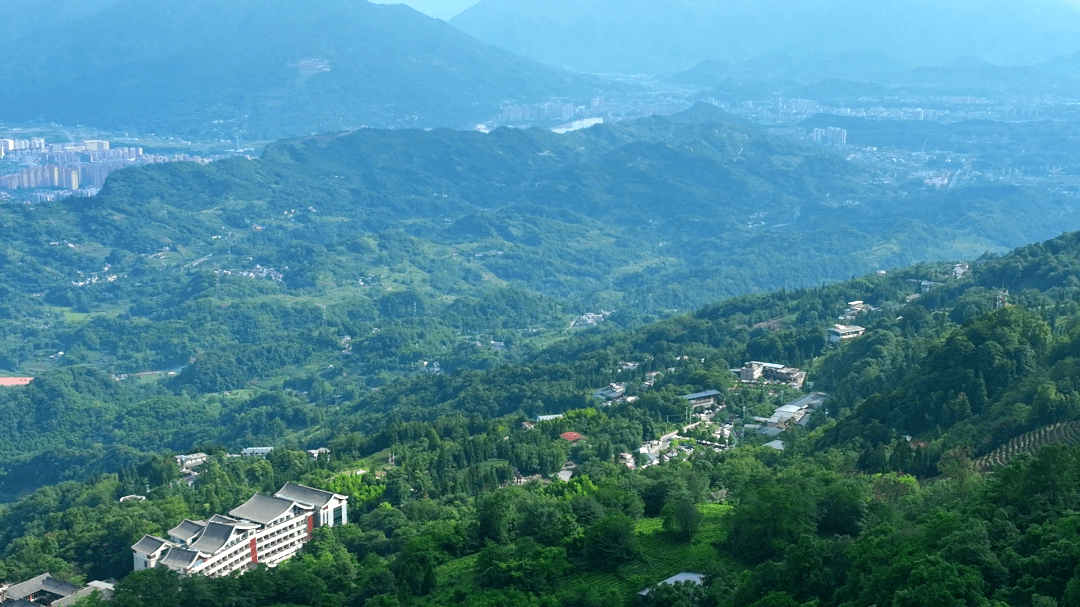 暑期过半 蒙顶山旅游热度不减_游客_名山_山茶