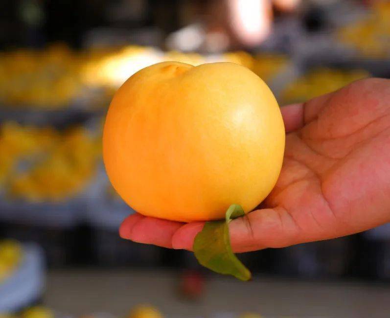 网红芒果油桃你试过了吗!