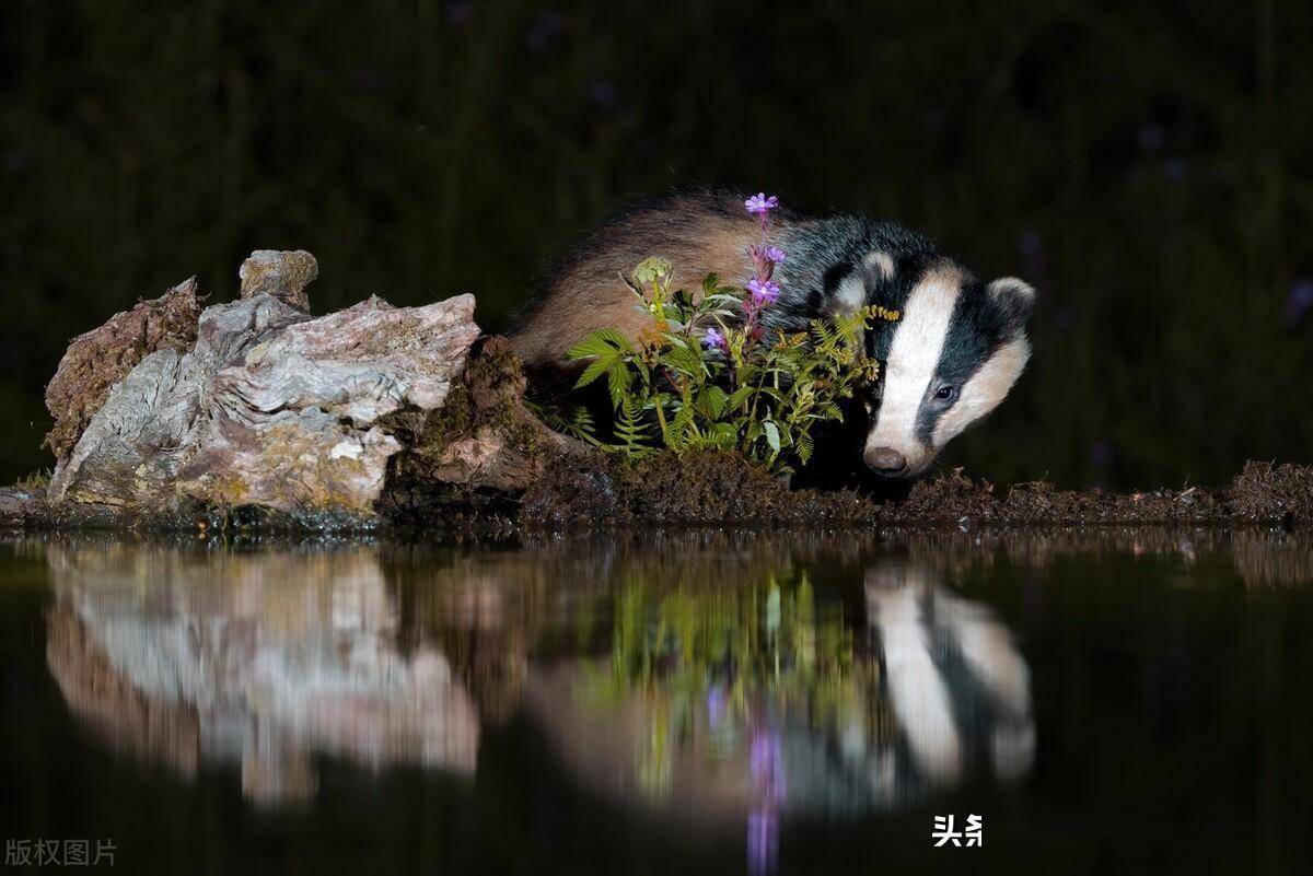 英国苏格兰野生獾夜间外出,相聚水池边进食_Rebecca_父母_图片
