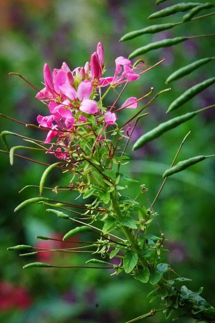 花卉摄影:醉蝴蝶_花朵_草本植物_别名