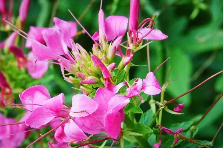 花卉摄影:醉蝴蝶_花朵_草本植物_别名