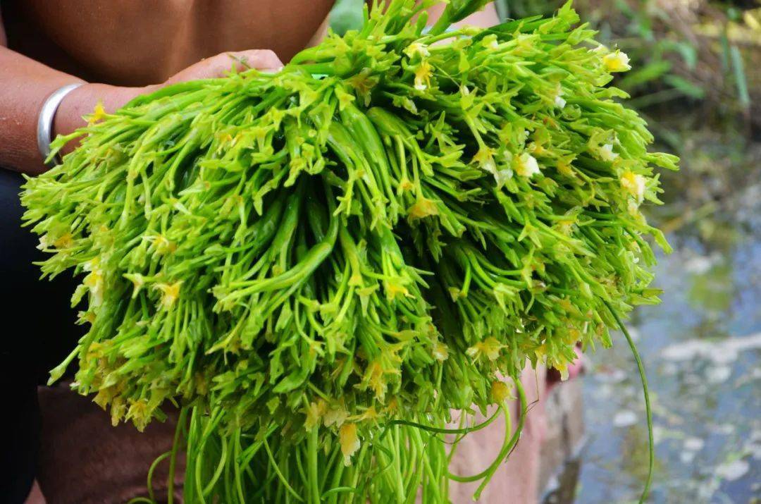 洱海源头,海菜拓宽致富路_种植_洱源县_发展