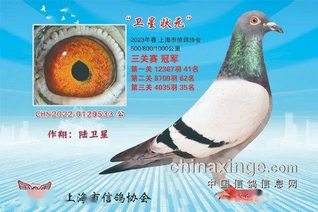 「鸽讯」奖鸽鉴赏:上海市春赛长距离冠军及鸽王前三甲_联赛_远程_三关