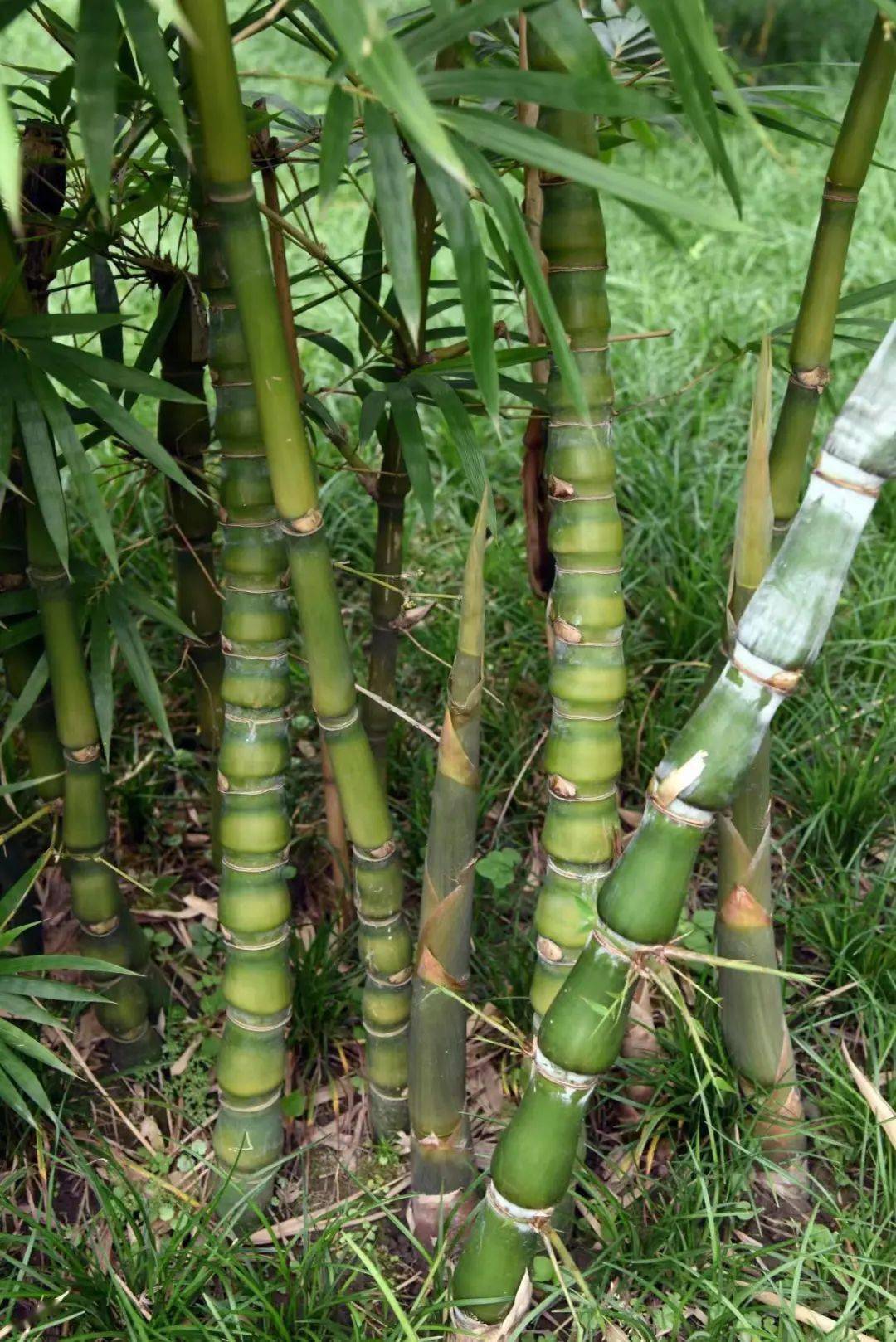 【竹业科普】植物家族之竹类植物大鉴赏