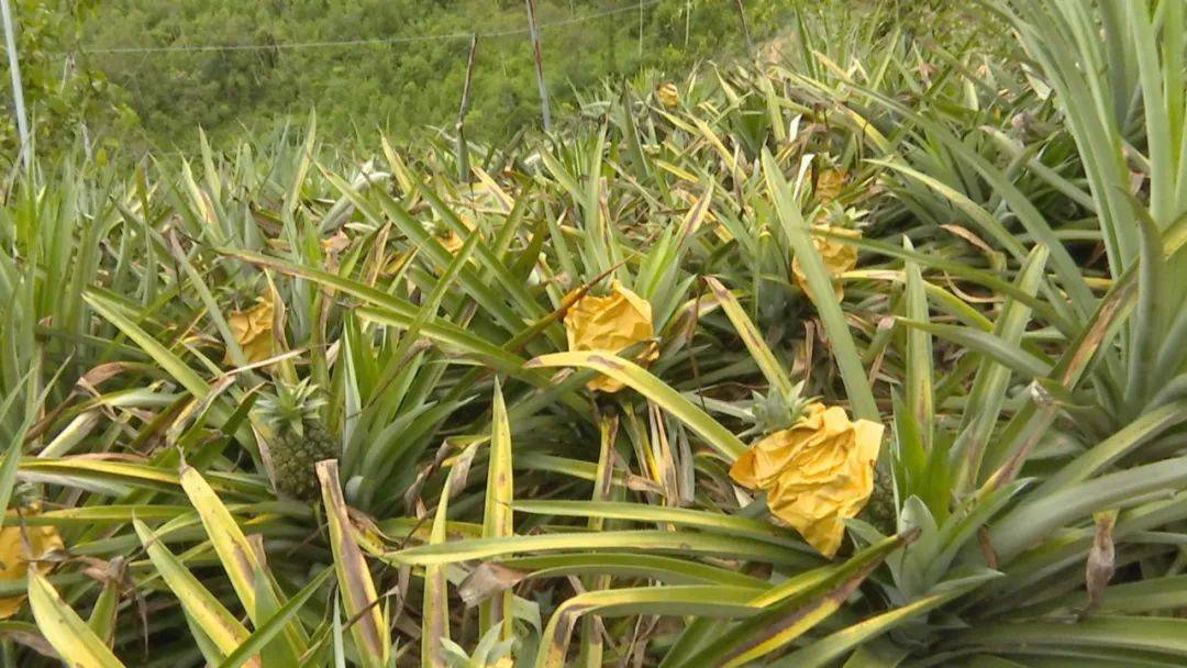 凤梨_菠萝_游客