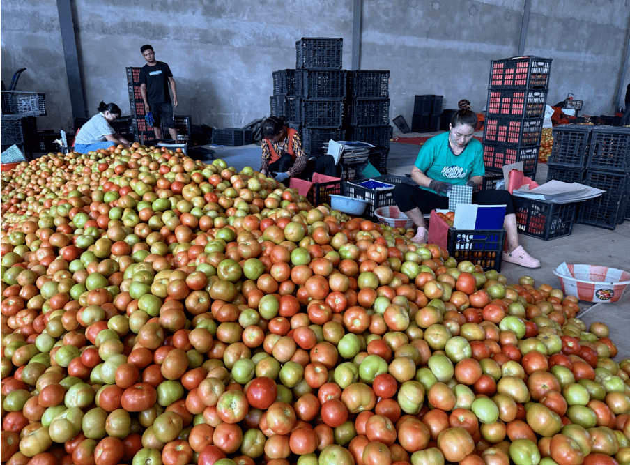 梧桐树乡:西红柿喜获丰收 映"红"致富路
