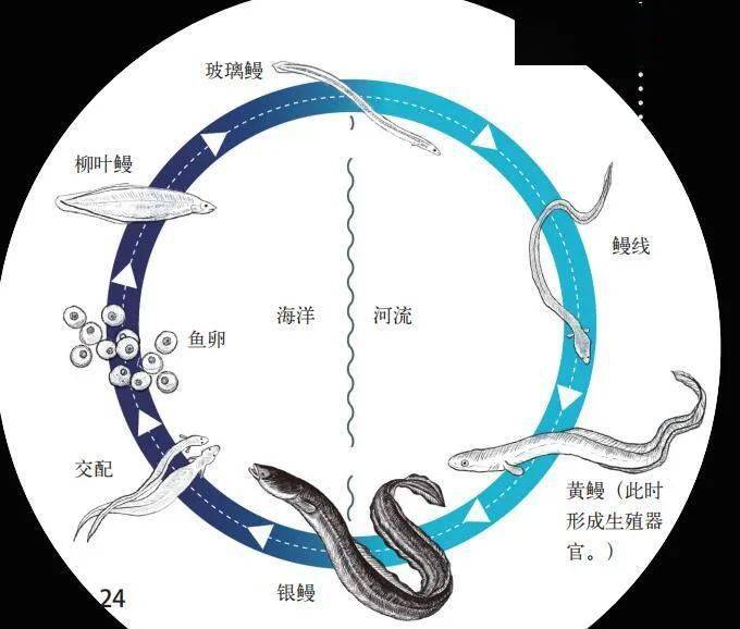 鳗鱼繁殖之谜图片