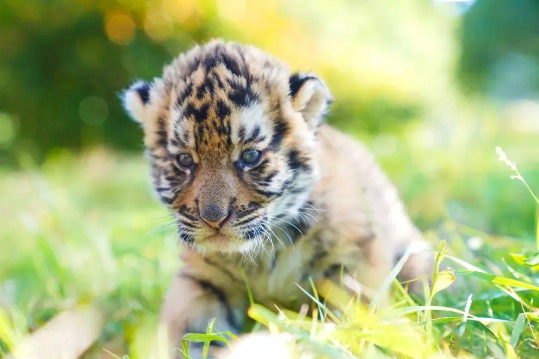 守护国宝华南虎期待您的加入!_福建_方式