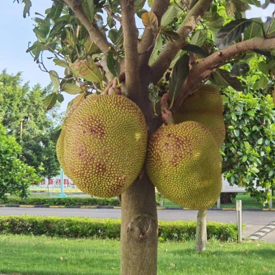 菠萝蜜,桂圆,香蕉,桑葚,柠檬等多种水果,入夏以来相继成熟,北海铁合金