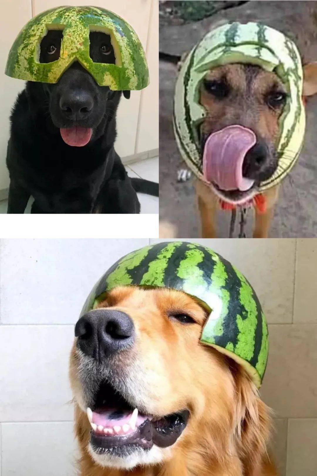 快来看,戴头盔的小狗!_主人_哥哥_西瓜