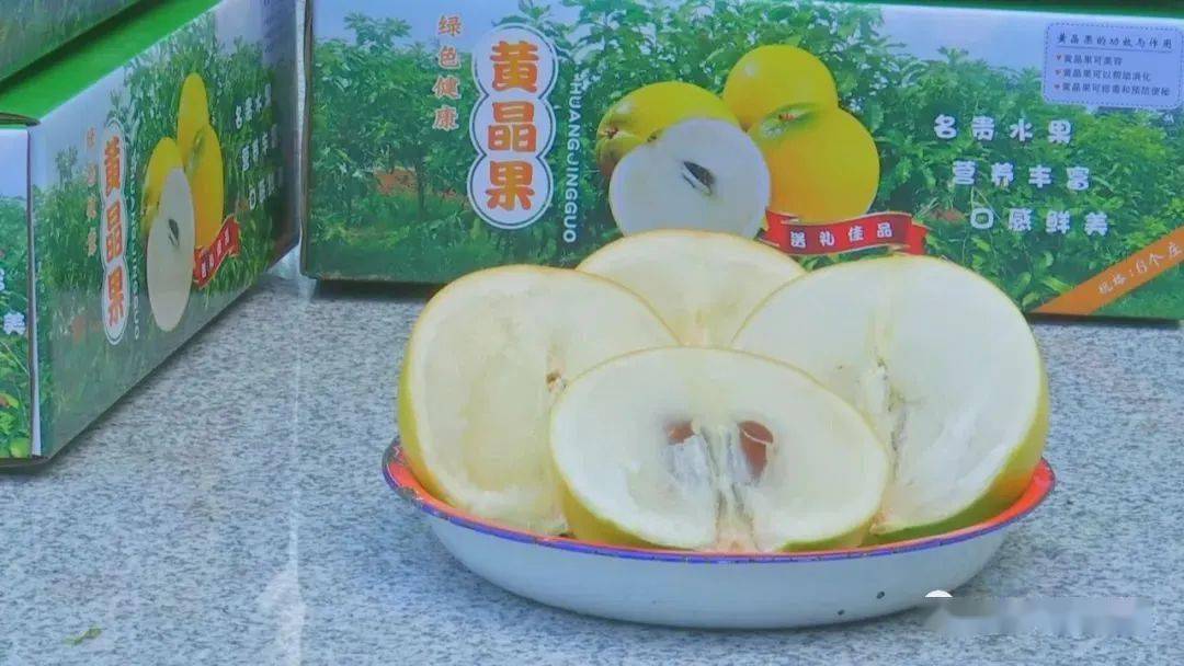 在汕头很少见!这款热带新奇黄晶果喜获丰收_种植_溪村_水果