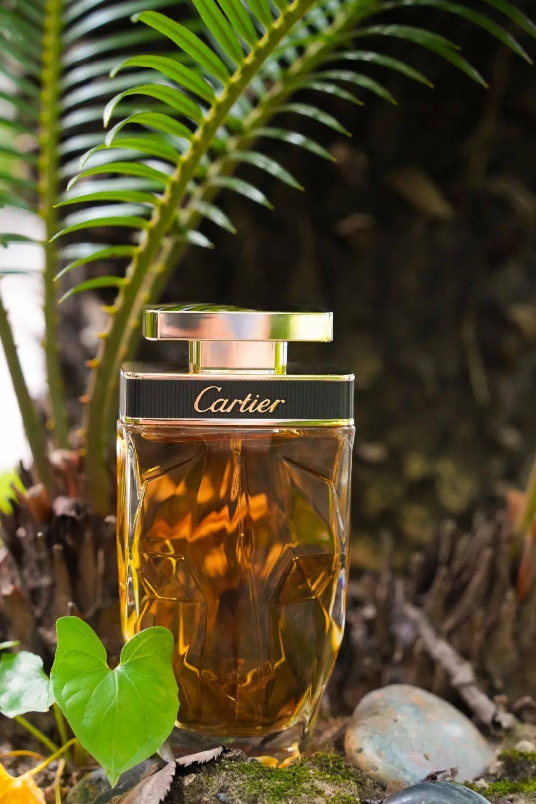 夏日里的迷人豹影_猎豹_卡地亚_香水