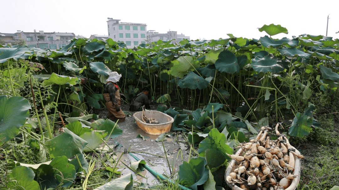 油茶树幼苗用什么肥料比较好