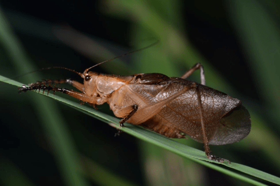 褐足似织螽褐足似织螽全身黄褐色,足胫节和跗节黑褐色,是一种肉食性