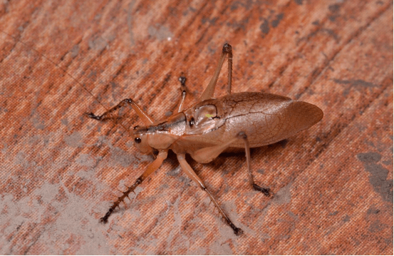 褐足似织螽有着奇特的"球翅"以上三种有趣的昆虫朋友只不过是九段沙