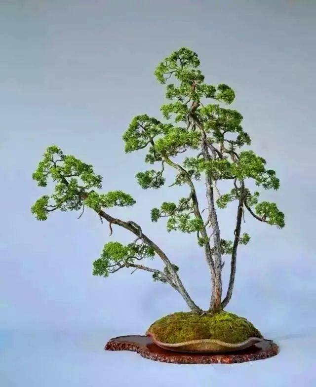 大师级文人树盆景艺术欣赏_树龄_真柏_树形