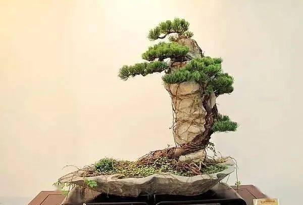 令人陶醉的山石盆景,百看不厌!_大自然_山水_艺术