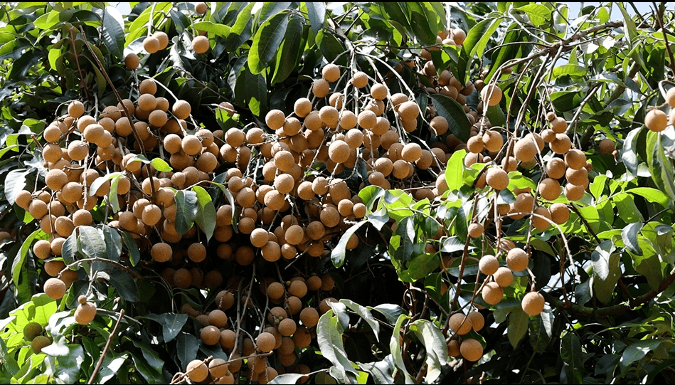 这里的龙眼大丰收!_果场_村民_冯滟媛