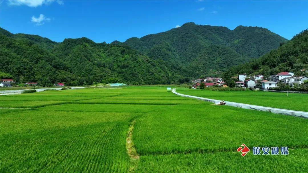 西川村翠绿满屏美如画水稻田里绘就"丰收图"_镇安_乡村_月河镇