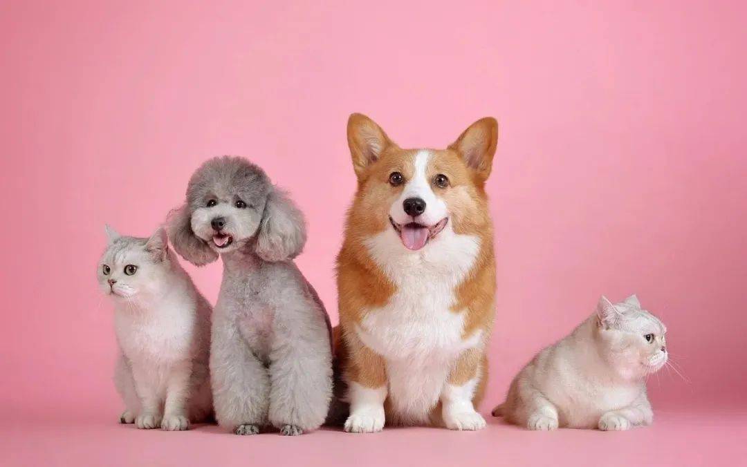 寄生虫,病毒,真菌,立克次体和衣原体