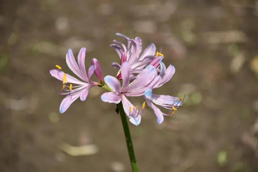 夏末初秋,来杨浦这里赏一场石蒜花开_红色_百合_共青森林公园
