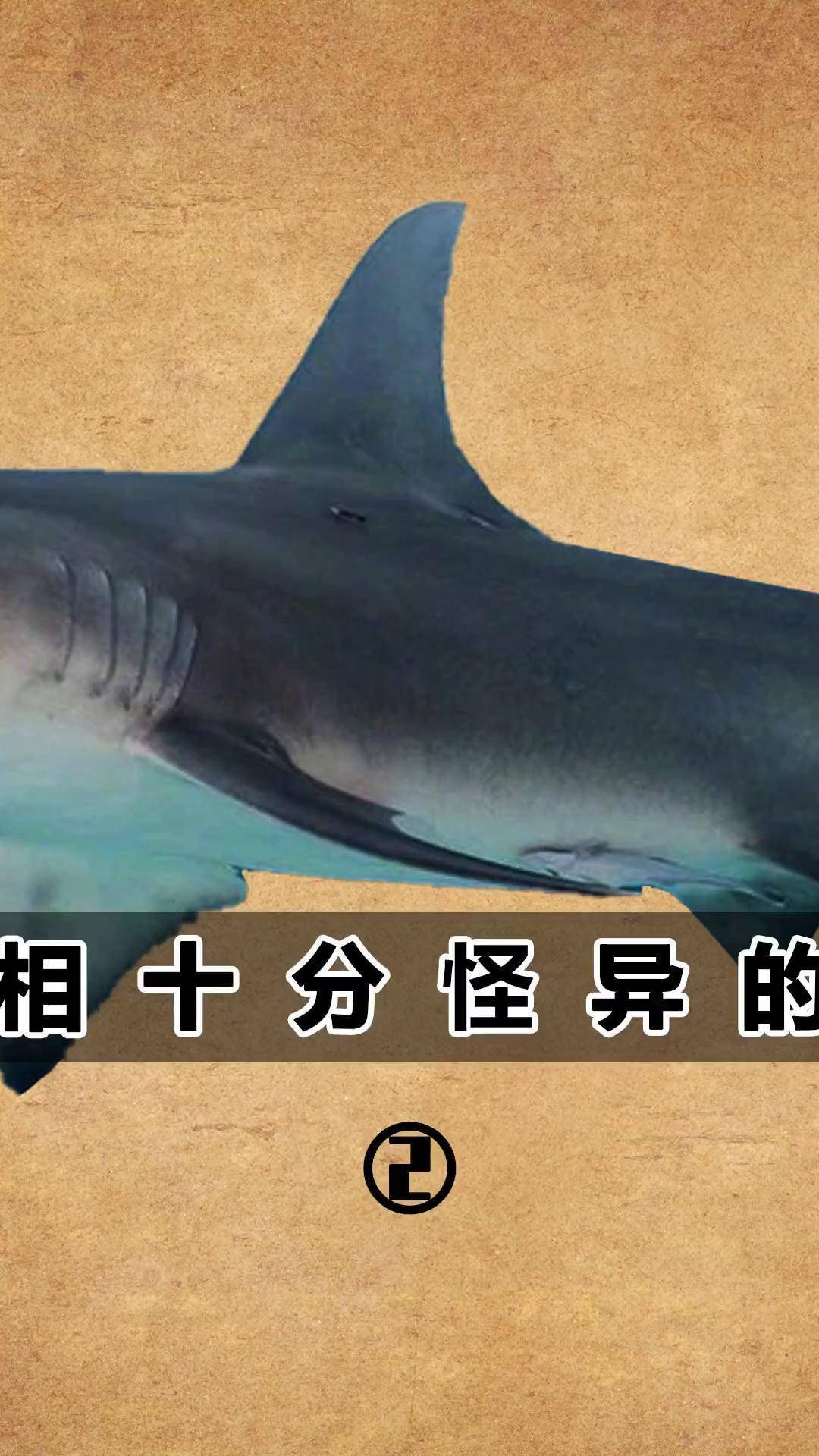 巨口鲨姥鲨嘴都很大样貌看起来很养眼涨知识鲨鱼