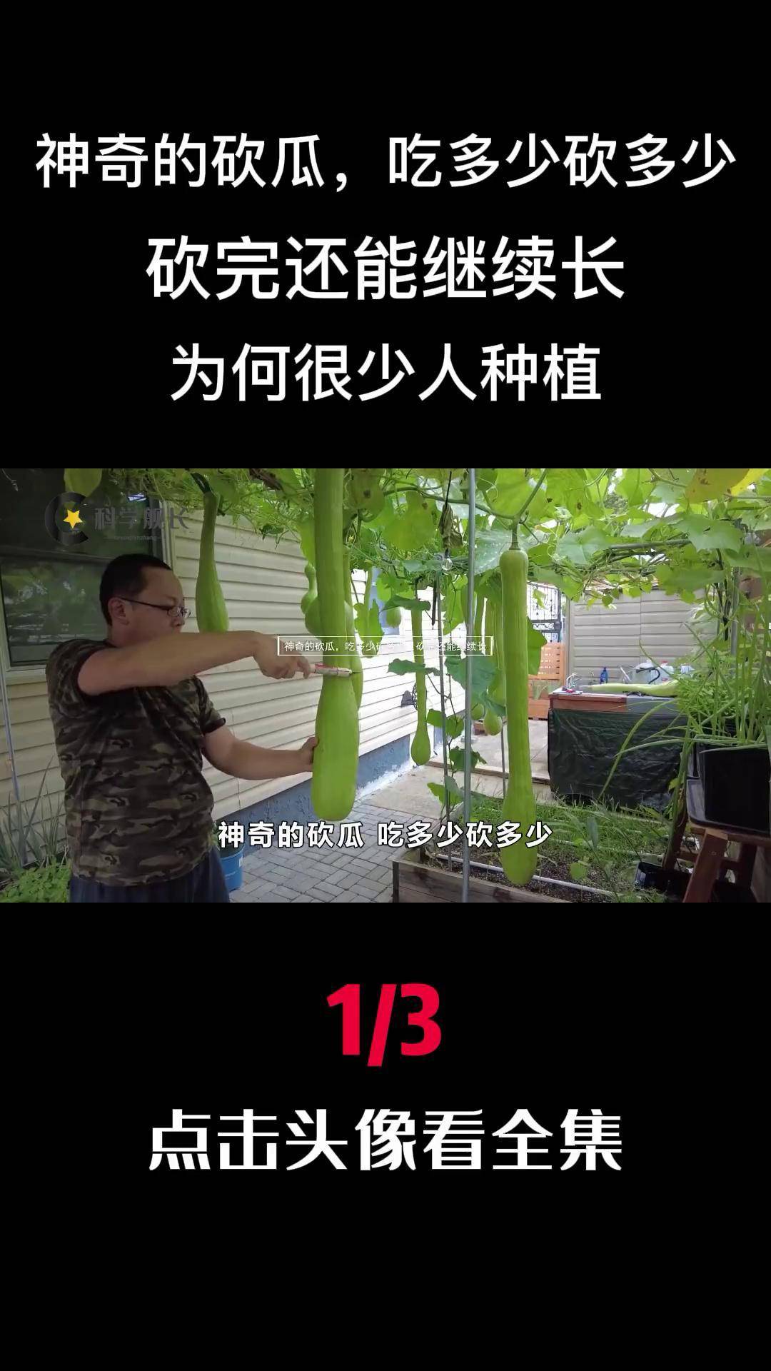 神奇的砍瓜,吃多少砍多少,砍完还能继续长,为何很少人种植 科普 砍瓜
