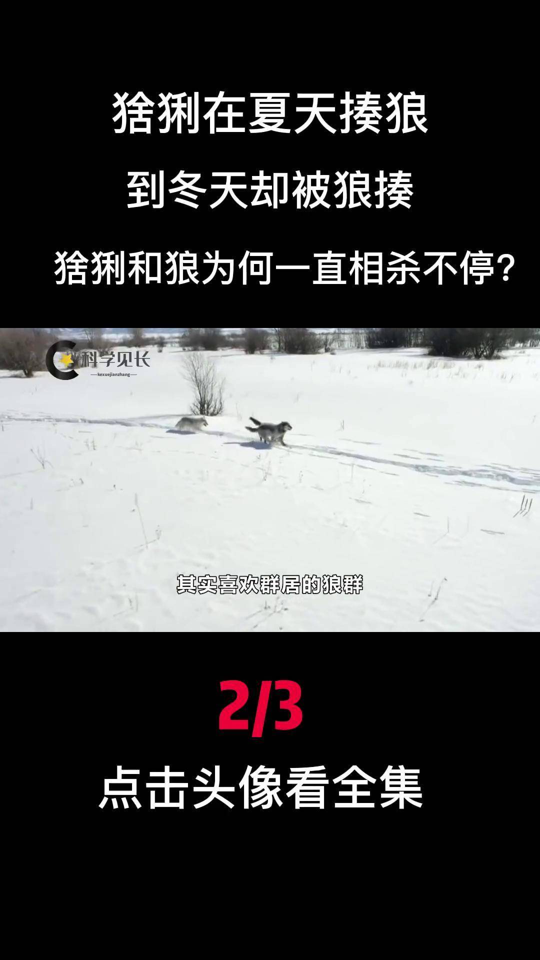 猞猁 狼 科普
