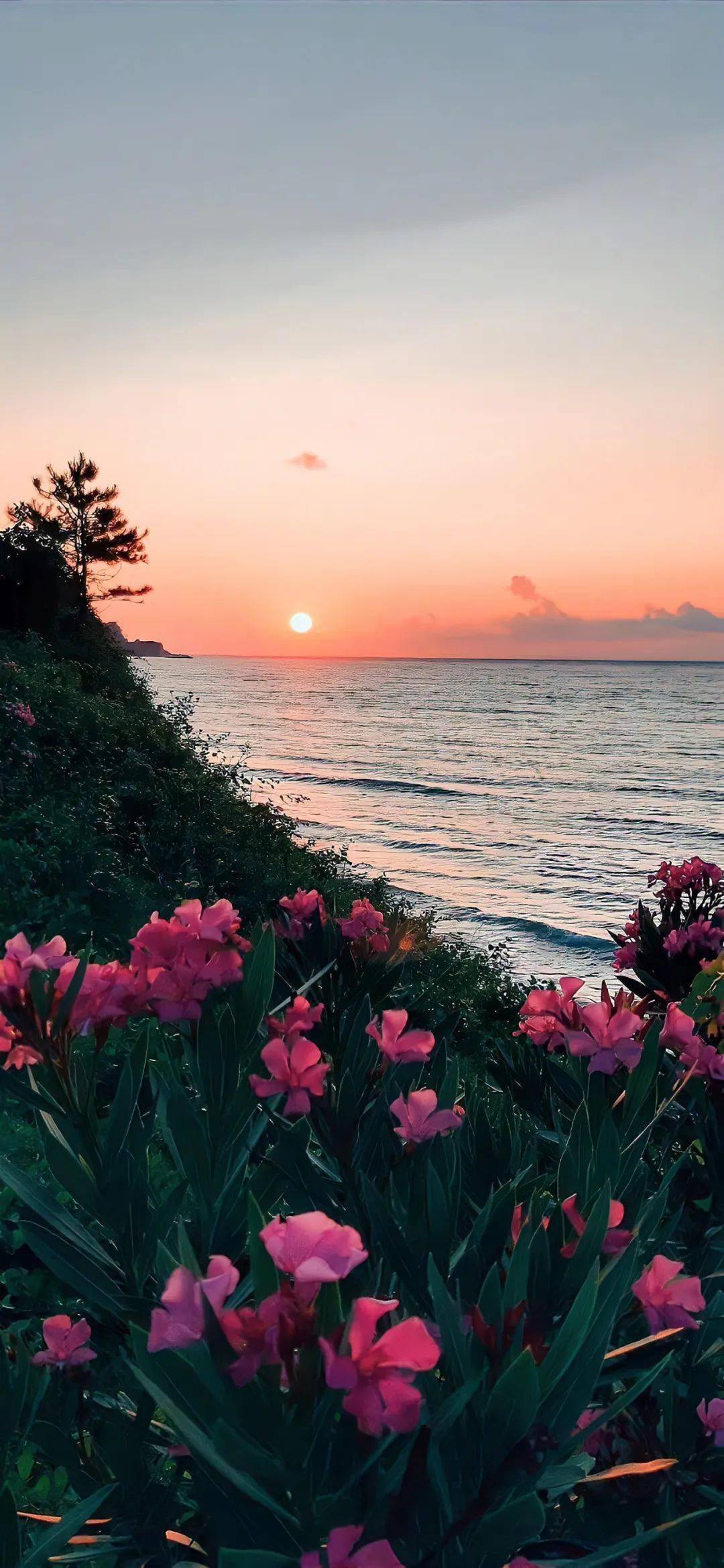 壁纸|363436373039 ins高级感壁纸_爱的_桃花_山水