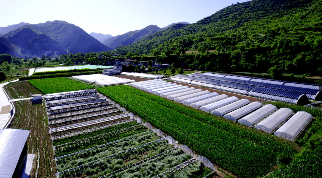 徽县:辣椒映红致富路_产业_发展_柳林镇