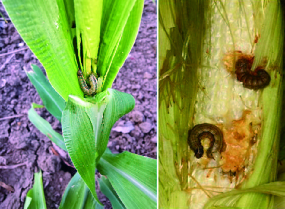 秋玉米田谨防草地贪夜蛾_危害_防治_江苏省农科院