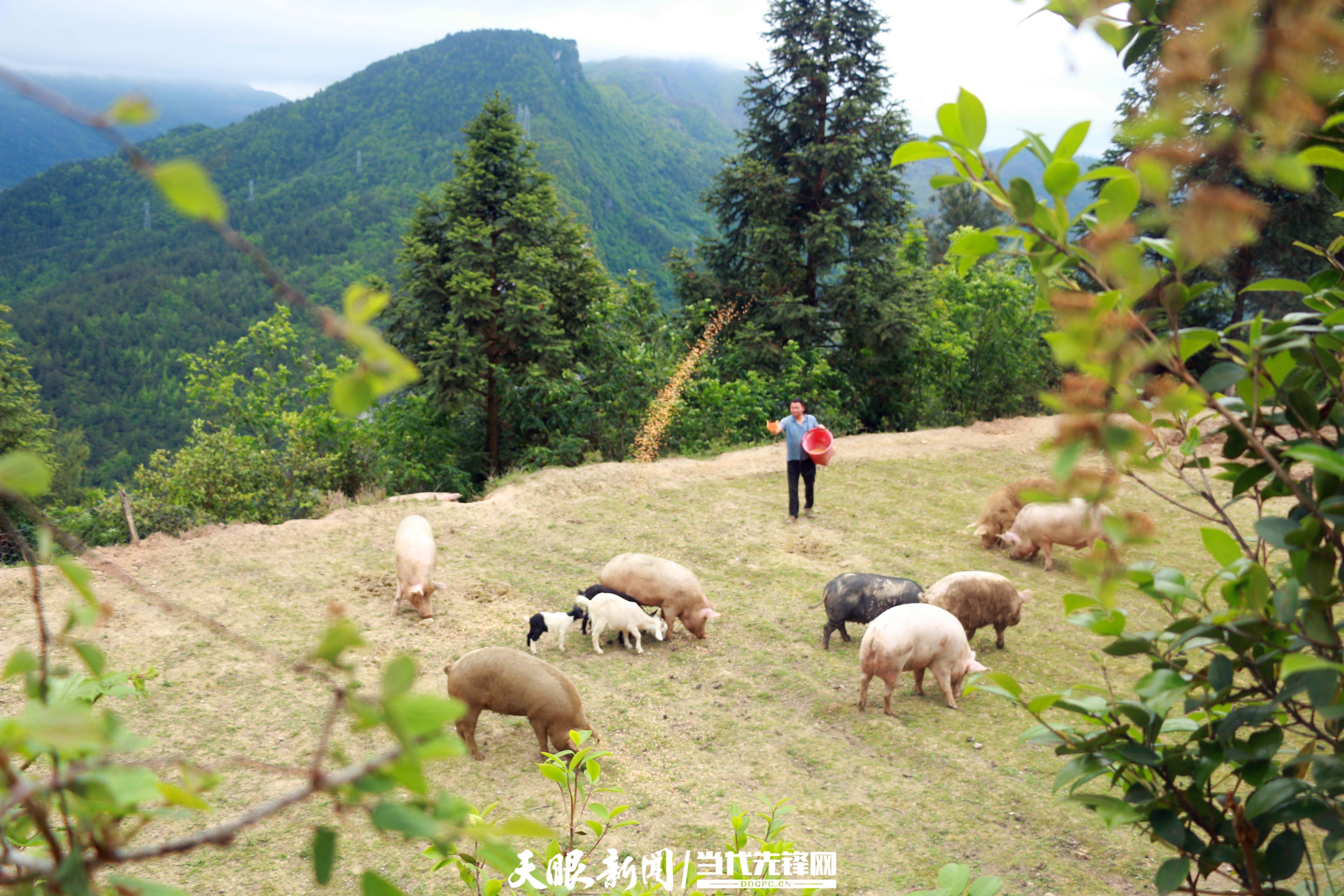 养殖大户代礼发:林下养猪 肉优味美