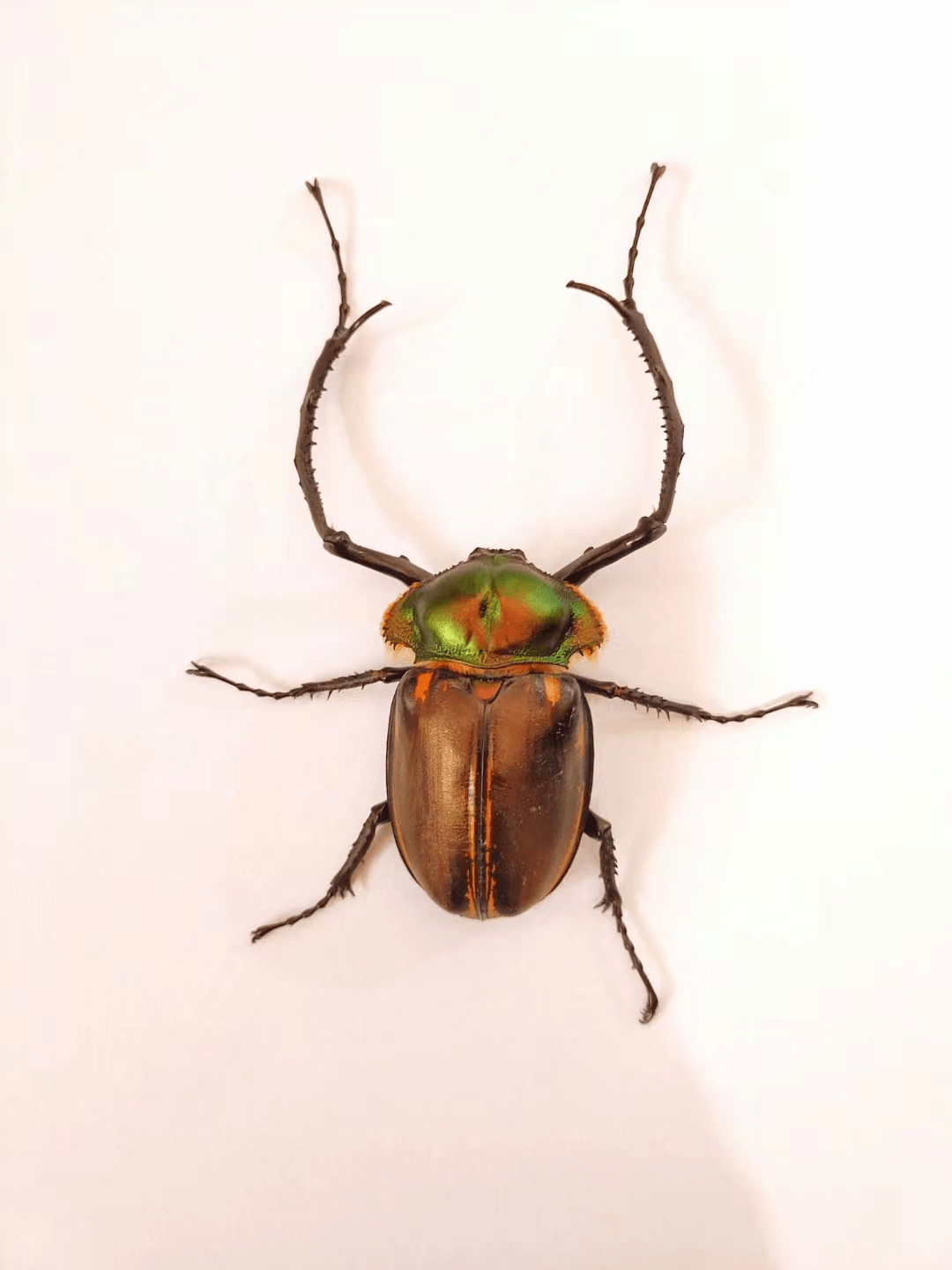 凤冈县发现国家二级保护野生动物阳彩臂金龟_相关_甲虫_名录