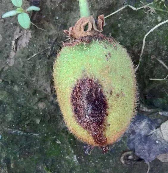 【赣南种植】抓紧做好当前猕猴桃灰霉病防治!_果园_发病_湿度