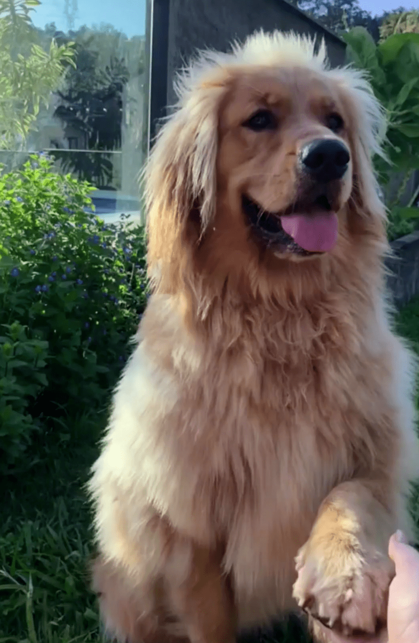 这就是金毛狮王的真狗版?_孩子_呆毛_头发