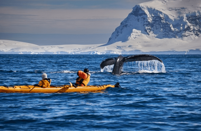 加入南极俱乐部,乘坐邮轮中的劳斯莱斯登陆南极大陆,观看鲸鱼和帝