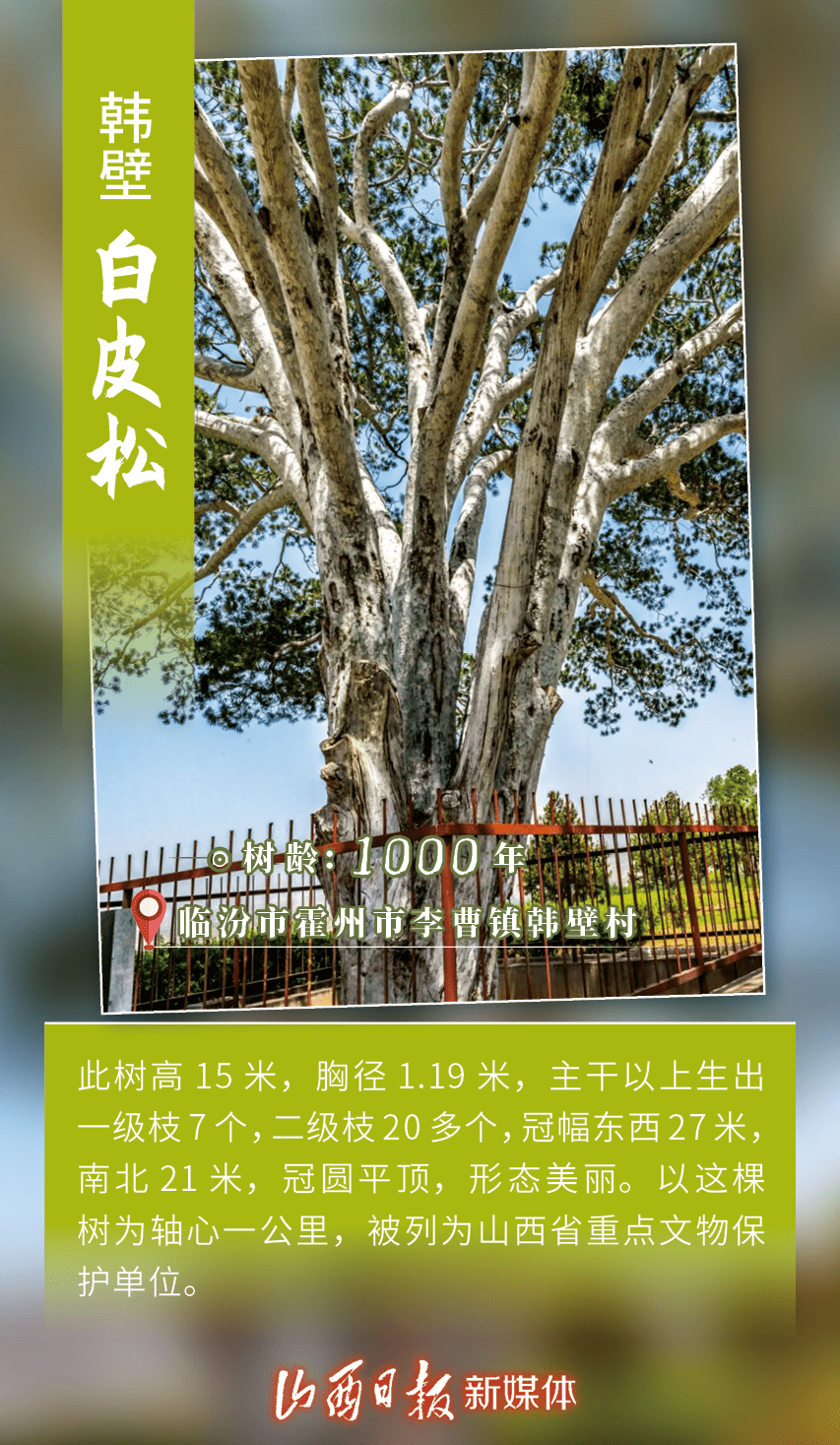 探寻山西最美古树_名木_王宇_雅丽