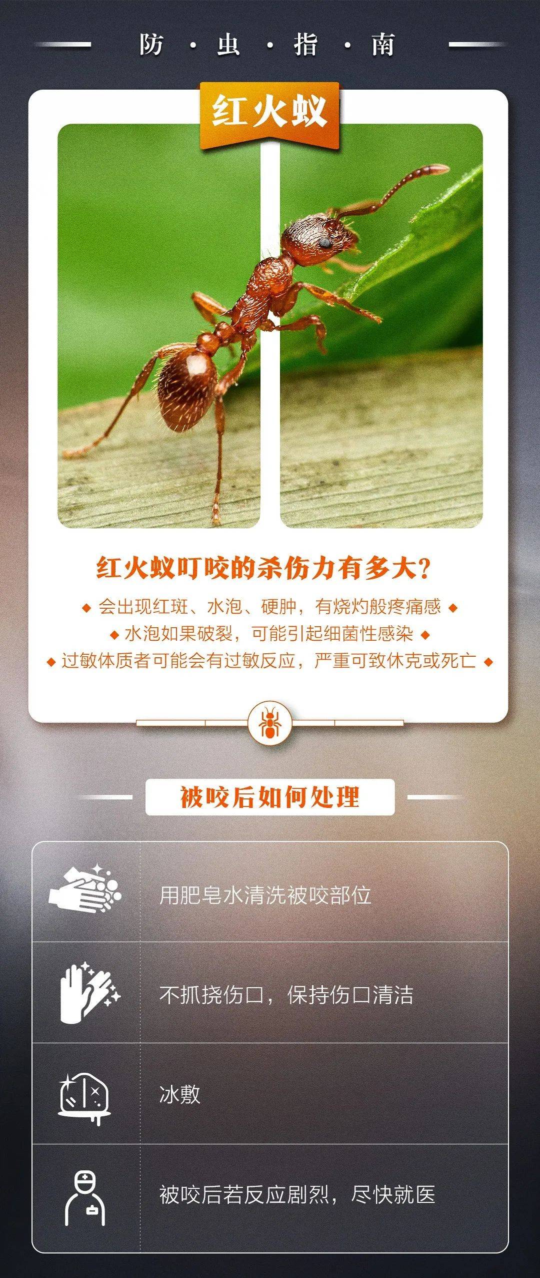 红火蚁为何有如此大的关注度