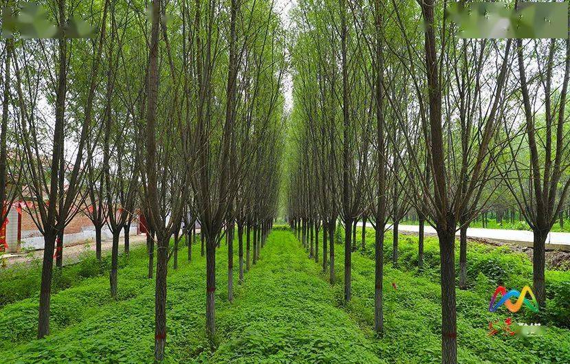 【两优一先】"老大难"村变先进示范 南和村有了新面貌_网格_建设_村委