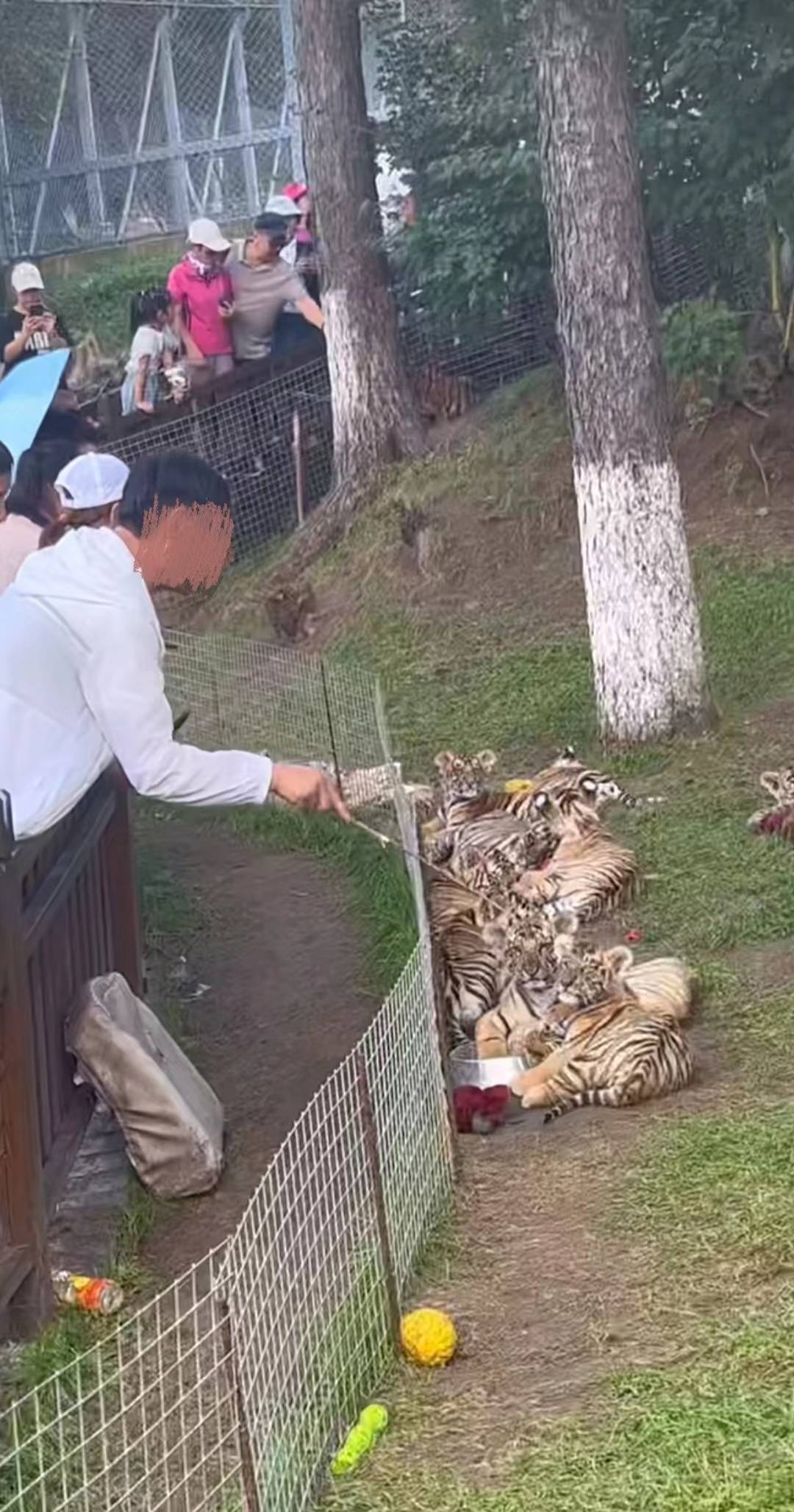黑龙江一景区内男子手拿木棍捅小老虎，景区：已收到举报，正在联系该男子